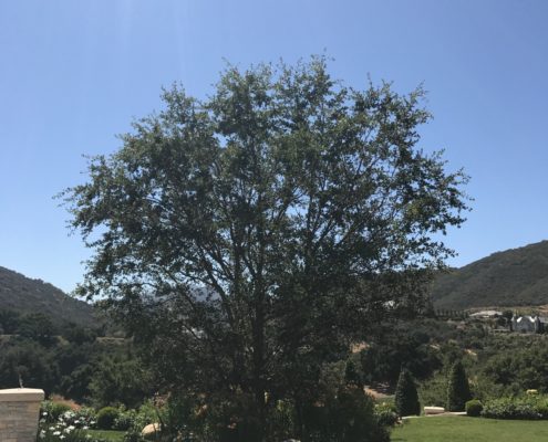 berylwood-tree-farm-large-trees-vines-projects-shrubs-california-sm11