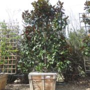 berylwood-tree-farm-large-trees-vines-camellias-shrubs-california-sm11