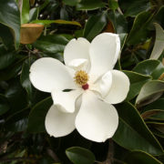 southern-magnolia