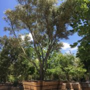 berylwood-tree-farm-large-trees-vines-shrubs-california-sm11