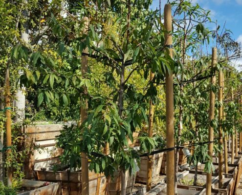 berylwood-tree-farm-large-trees-vines-fruit-shrubs-california-sm11