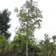 berylwood-tree-farm-photos-specimen-trees