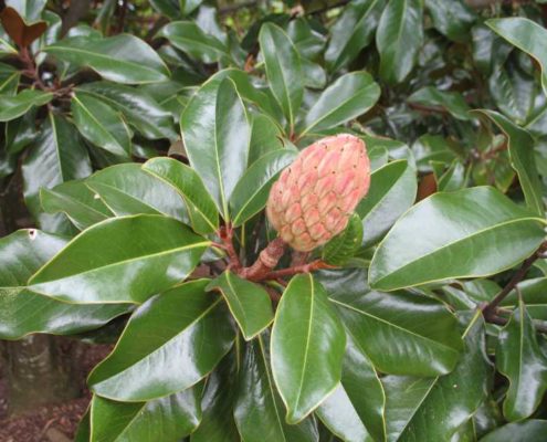 southern-magnolia