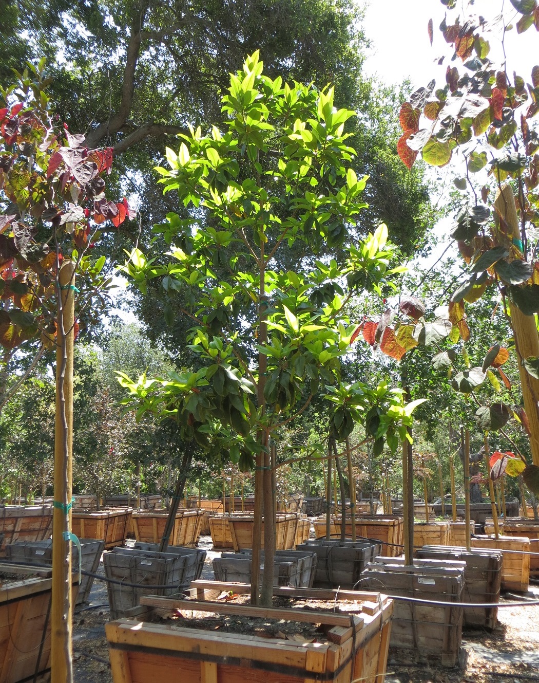 Magnolia grandiflora LB 48