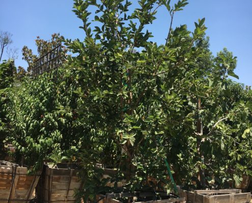 berylwood-tree-farm-large-trees-vines-fruit-shrubs-california-sm11