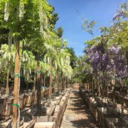berylwood-tree-farm-large-trees-vines-shrubs-california-sm11